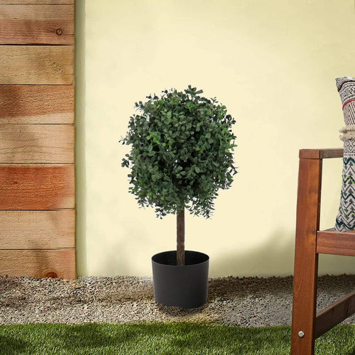 2 ft. Boxwood Single Ball Topiary in Nursery Pot